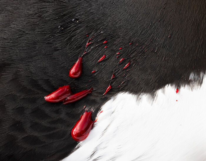 Close-up of black and white animal fur with red liquid droplets, showcasing a striking nature photo with vivid detail.
