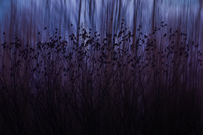 Silhouetted plants with leaves at dusk against a dark blue background in award-winning nature photos.