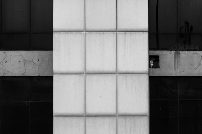 Black and white photo showing a building facade with contrasting light and dark panels and an owl perched in a small window.