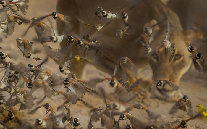 A wild cat hiding among flying birds in a nature scene showcasing the magic of planet Earth’s wildlife.