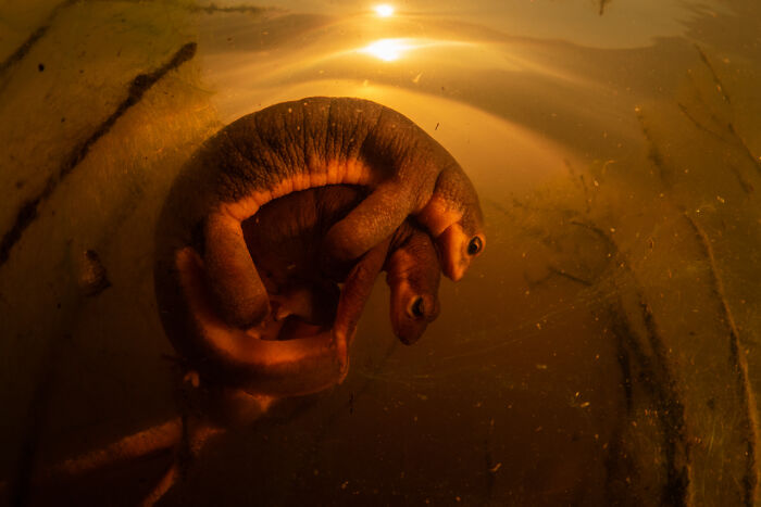 Underwater close-up of two amphibians curled together, captured in a stunning award-winning nature photo showcasing Earth's magic.