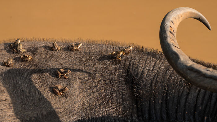 Close-up of a buffalo covered in frogs by a muddy water body, showcasing award-winning nature photos of wildlife magic.