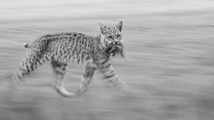 Bobcat in motion carrying prey, captured in a sharp award-winning nature photo showcasing wild animal behavior.