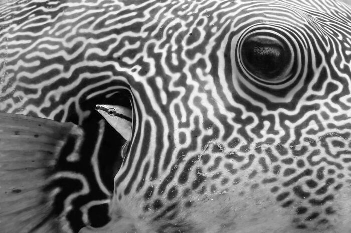 Close-up black and white photo of a patterned fish showing intricate natural textures and marine life in award-winning nature photos.
