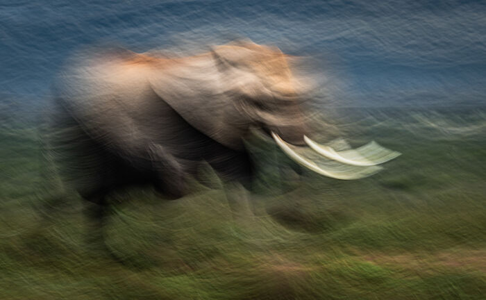 Blurry artistic photo of an elephant in motion showcasing award-winning nature photography capturing the planet’s magic.