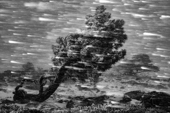 Black and white award-winning nature photo of a windswept tree in a snowy, harsh environment on our planet.