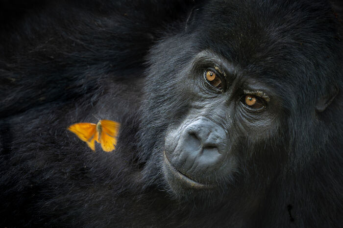 Close-up of a gorilla with deep amber eyes and an orange butterfly resting on its black fur in a nature photo.