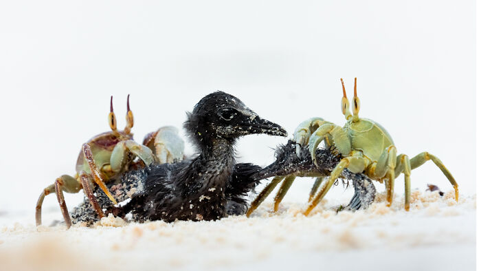 Close-up award-winning nature photo of a black bird and two crabs interacting on sandy beach revealing natural magic.
