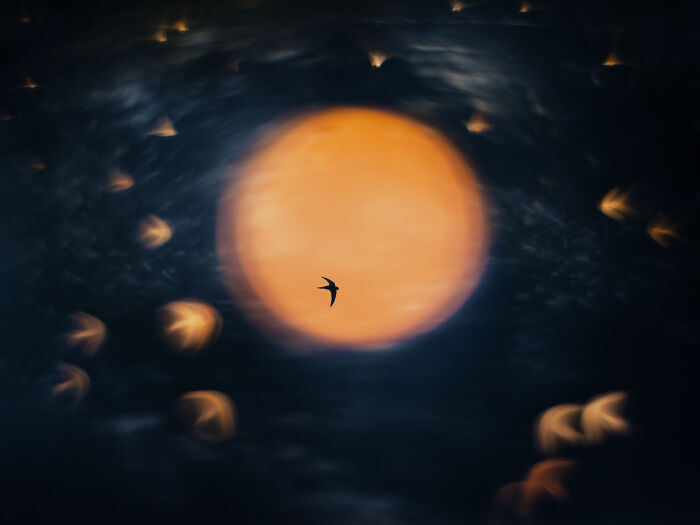 Bird flying at dusk with glowing orange light and blurred shapes in the background in an award-winning nature photo.