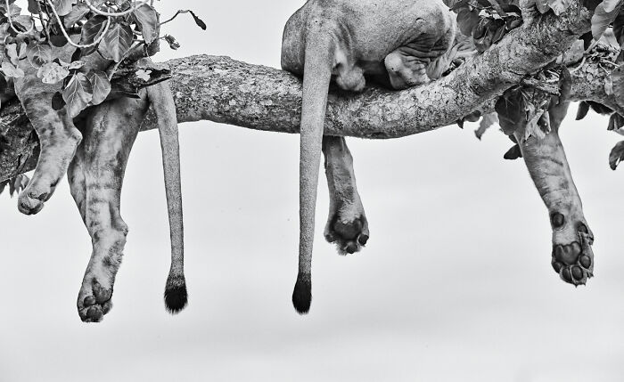Three lions resting on a tree branch captured in an award-winning nature photo showcasing wild animal behavior.