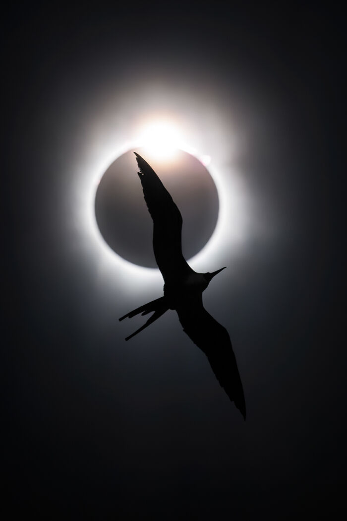 Silhouette of a bird flying in front of a solar eclipse in an award-winning nature photo capturing earth’s magic.