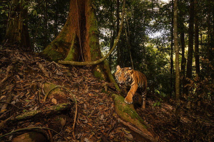 Bengal tiger walking through dense forest foliage in a stunning award-winning nature photo showcasing wildlife magic.