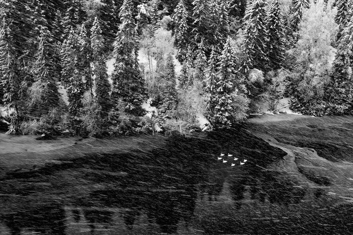 Snow-covered trees along a river with a group of birds swimming, showcasing award-winning nature photography.