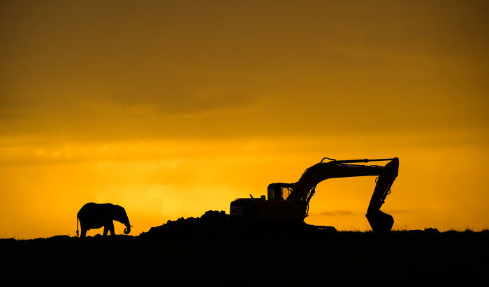Silhouette of an elephant walking near an excavator at sunset in a nature scene showcasing the magic of our planet.