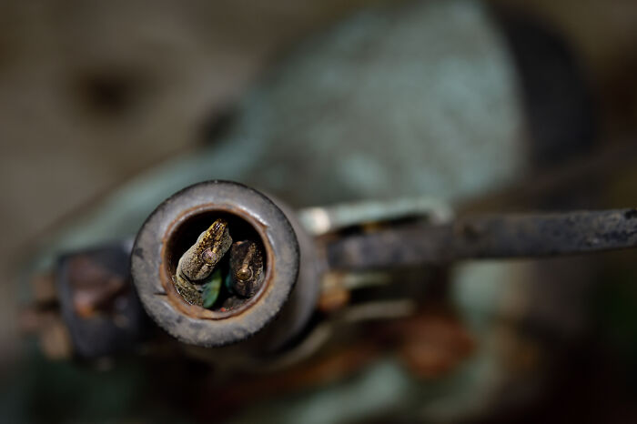 Close-up nature photo of a small lizard peeking from inside a rusty pipe, showcasing the planet's hidden magic.