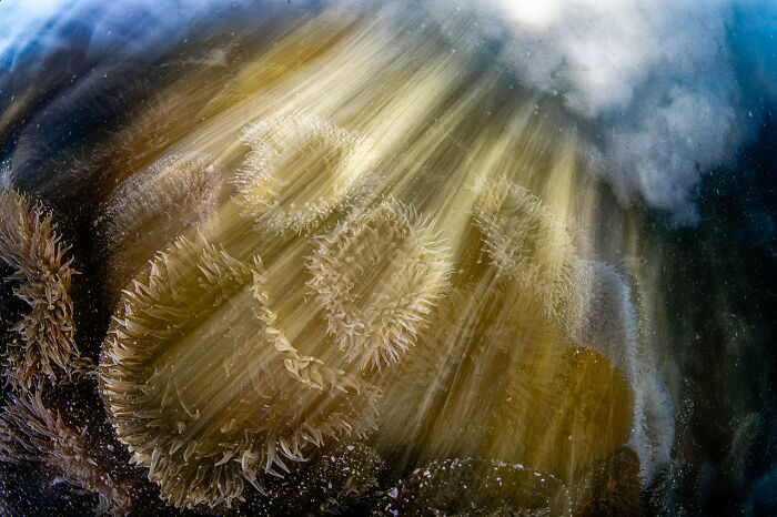Underwater close-up of translucent jellyfish illuminated by sun rays in award-winning nature photos collection.