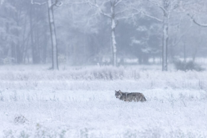 Wolf walking through a snowy field surrounded by trees in an award-winning nature photo showcasing planet's magic.