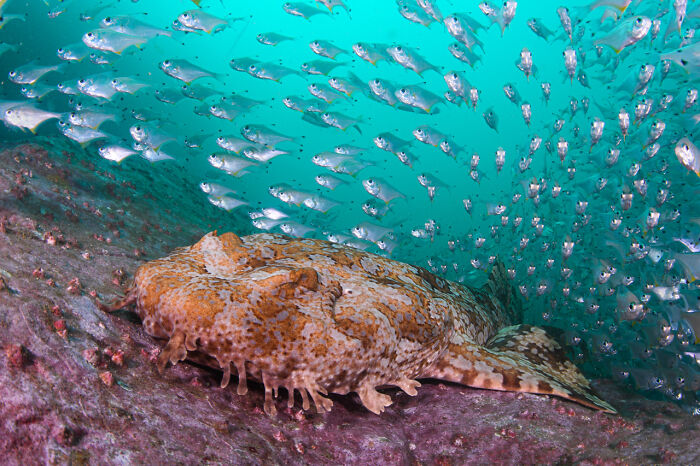 A camouflaged fish resting on the ocean floor surrounded by a school of small silver fish in a vibrant nature photo.