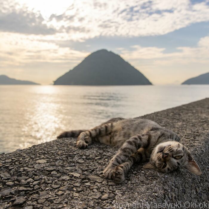 Stray cat lying on a rocky shore with a calm sea and island in the background, capturing Japan’s stray cats charm.