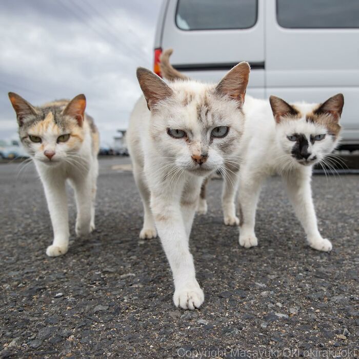 Three stray cats walking on pavement near a white vehicle in Japan, captured in heartwarming and funny photos.