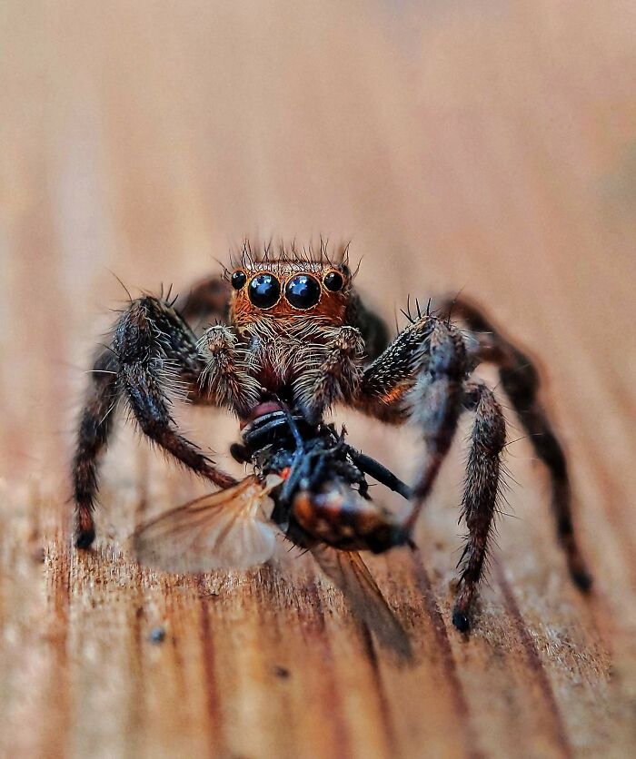 12 Stunning Spiders Captured By Saipixels
