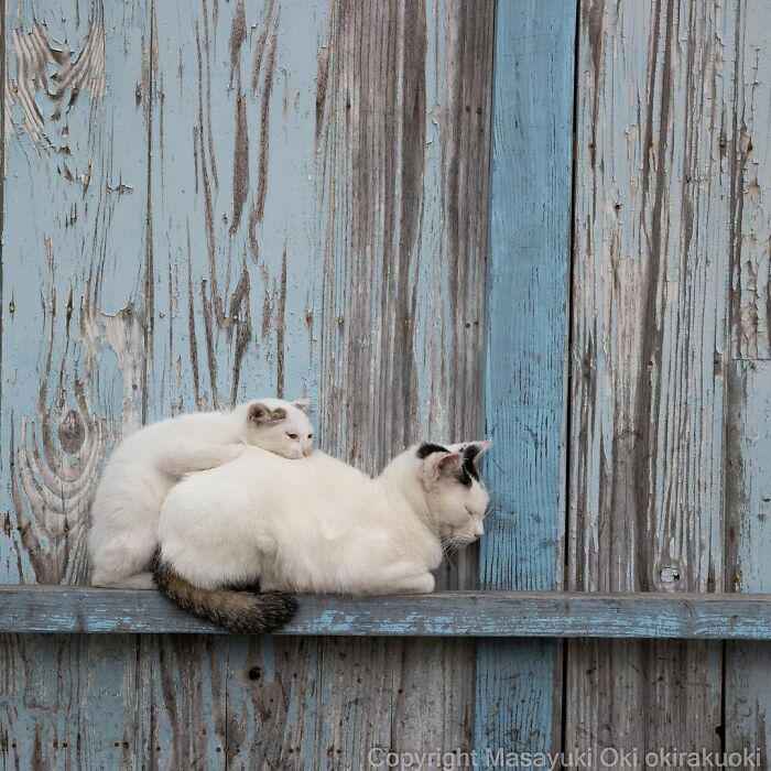 Two Japan stray cats resting closely together on a weathered blue wooden shelf, captured in a heartwarming moment.