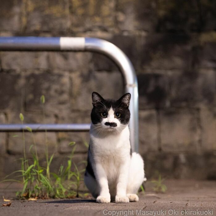 Stray cat with unique black and white markings sitting near a metal railing in an outdoor urban setting in Japan.