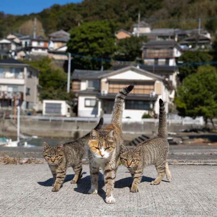 Three stray cats walking together on a concrete path in a Japanese village setting during daylight.