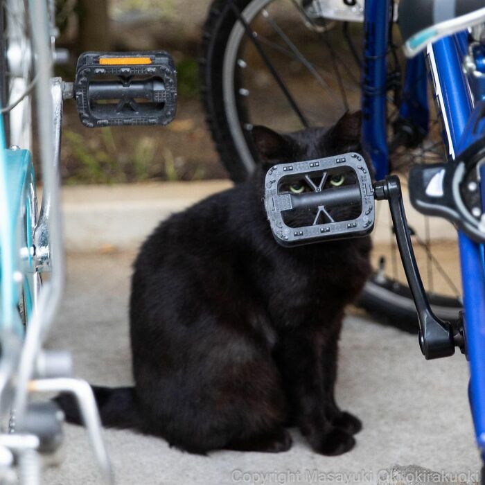 Black stray cat sitting between bicycles with a pedal perfectly aligned in front of its face in Japan.