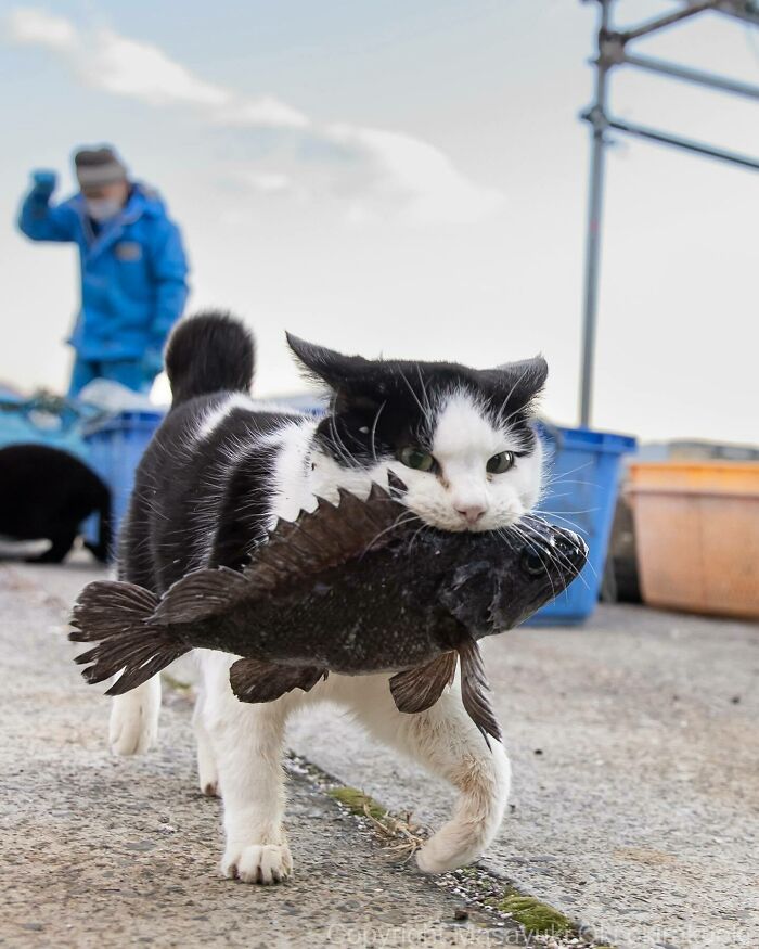 Black and white stray cat in Japan carrying a large fish in its mouth near blue containers outdoors.