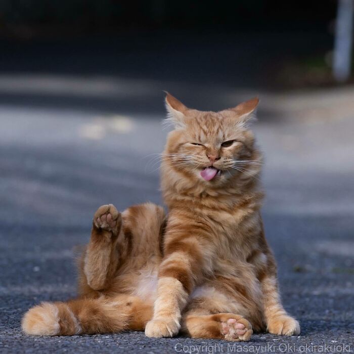Stray cat with orange fur sitting on pavement, licking its lips, one paw raised, in heartwarming Japan street scene.