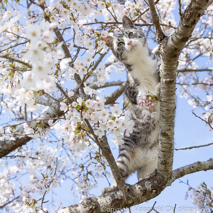 Stray cat perched in a blooming cherry blossom tree, capturing the charm of Japan’s stray cats in springtime nature.