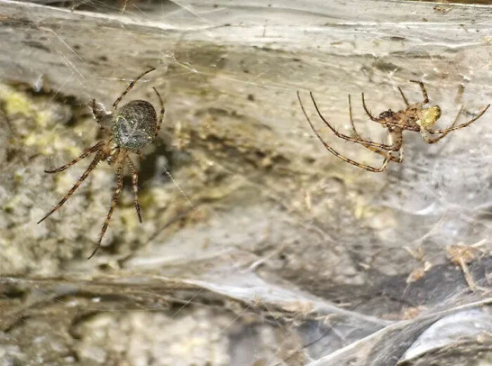 Two spiders on a large intricate spider web covering a rocky surface, showcasing the world&rsquo;s biggest spider web.