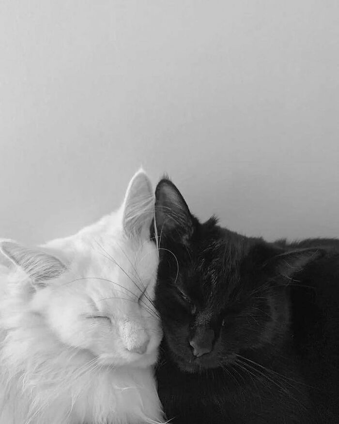 Two cats, one white and one black, snuggling closely with eyes closed in a purr-fect moment of feline bonding.