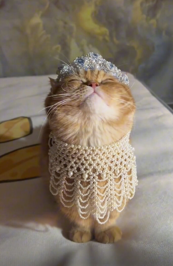 Adorable cat wearing a pearl necklace and jeweled crown, a wholesome photo perfect for eye bleach to cleanse your eyes.