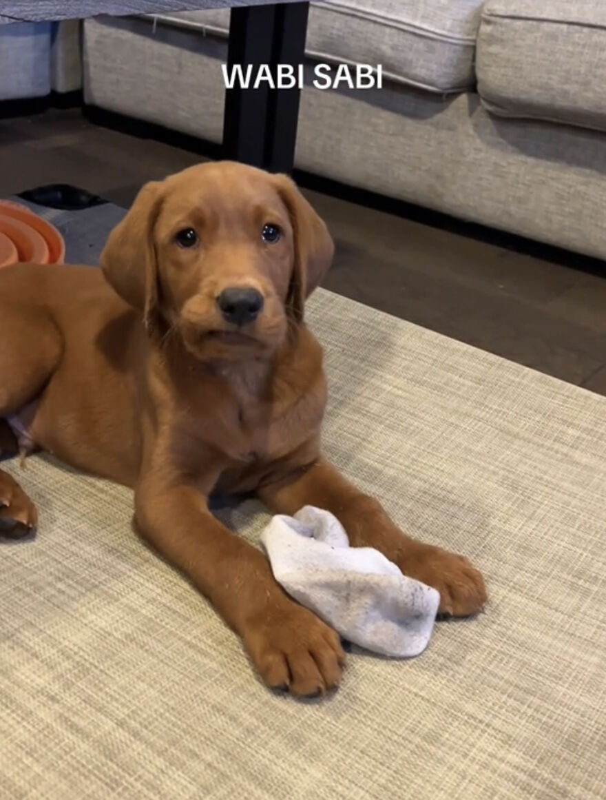 Puppy lying on carpet holding a sock, illustrating the perfect imperfections trend in a wholesome setting.