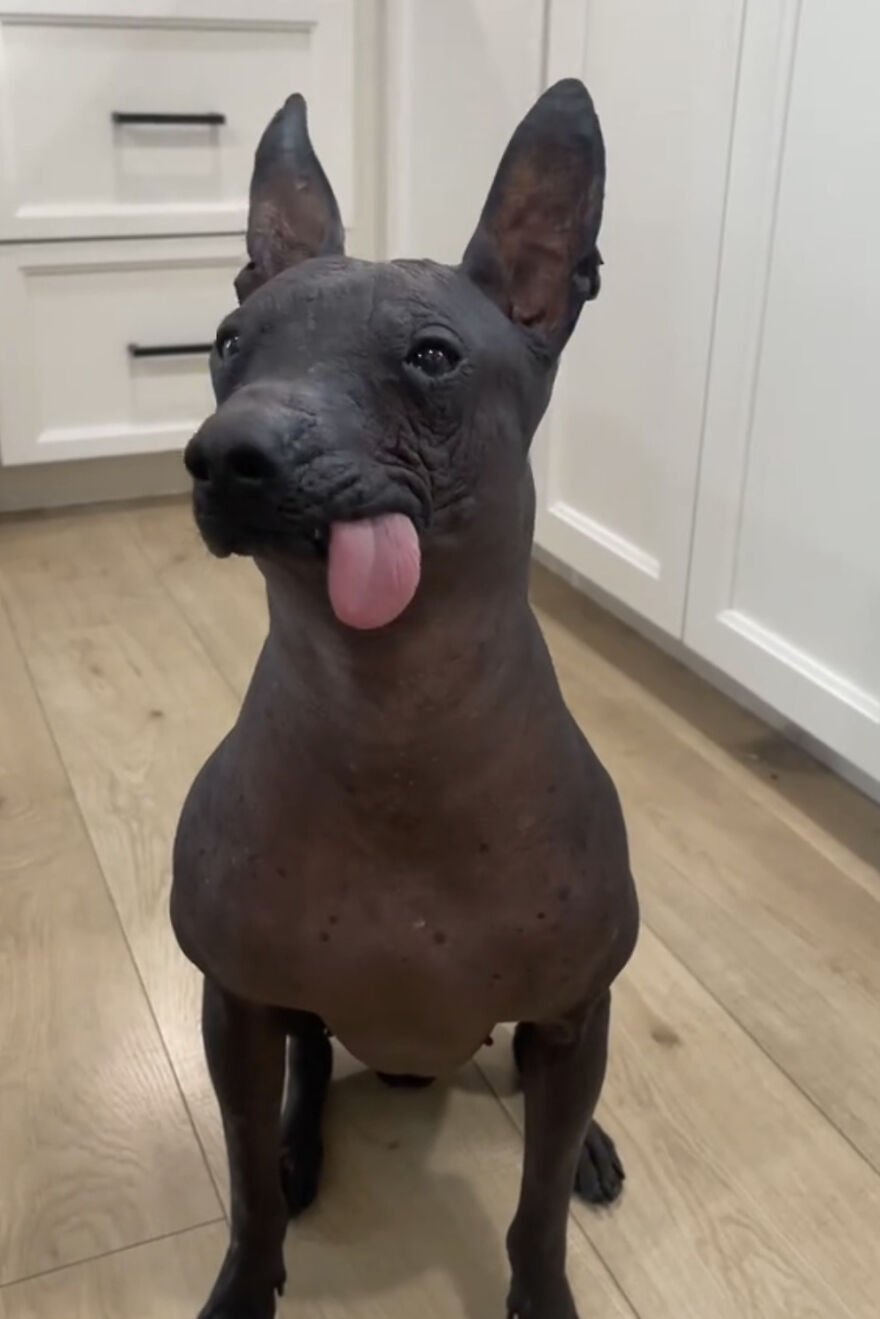 Hairless dog sitting on wooden floor with tongue out, showcasing perfect imperfections in a wholesome trend.