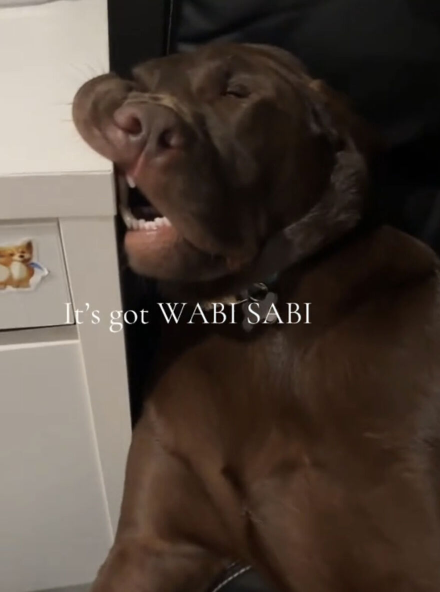 Brown dog with a twisted snout showcasing perfect imperfections in a wholesome trend about self-acceptance and wabi sabi.