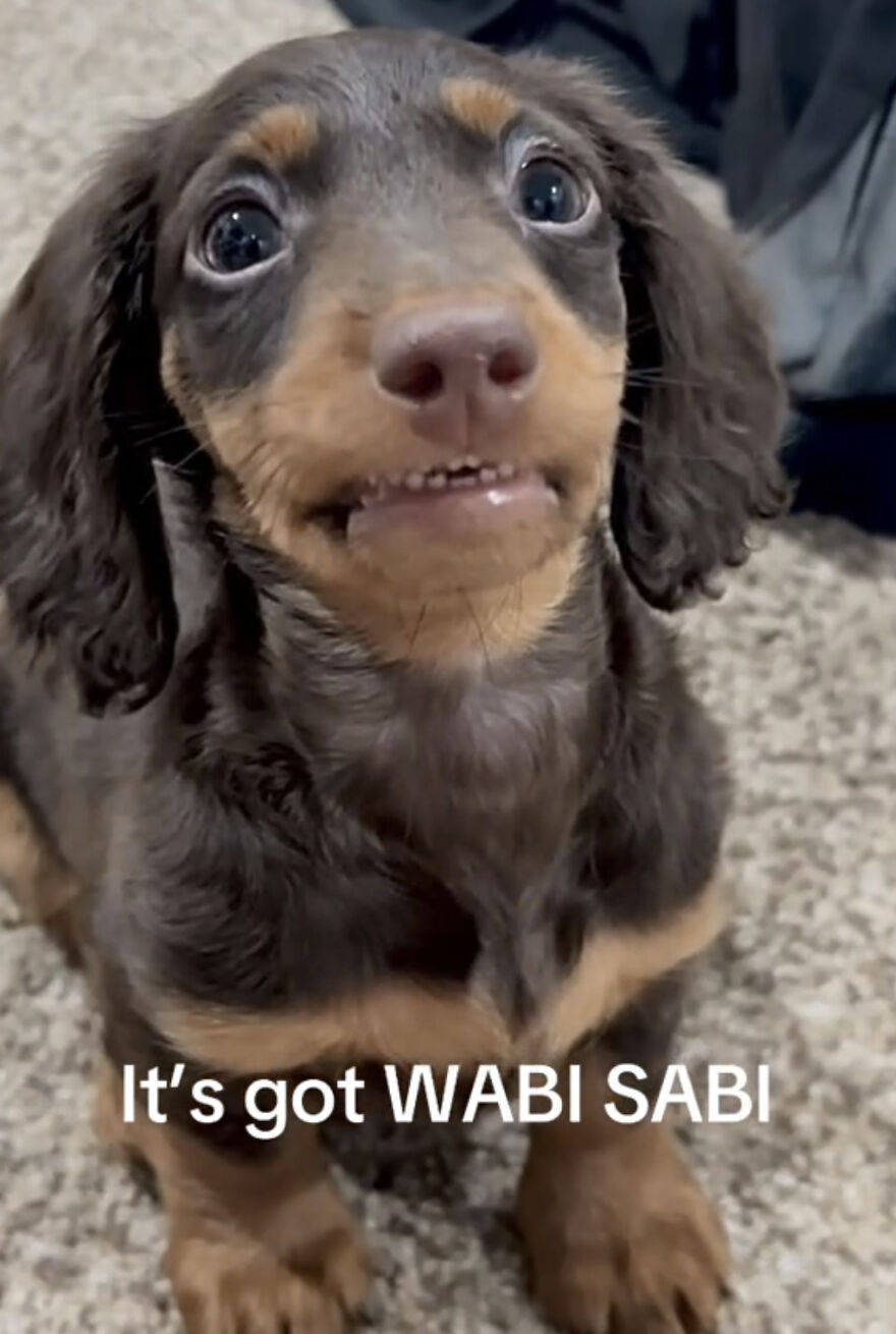 Close-up of a dog with a unique expression proudly showing perfect imperfections in a wholesome trend.