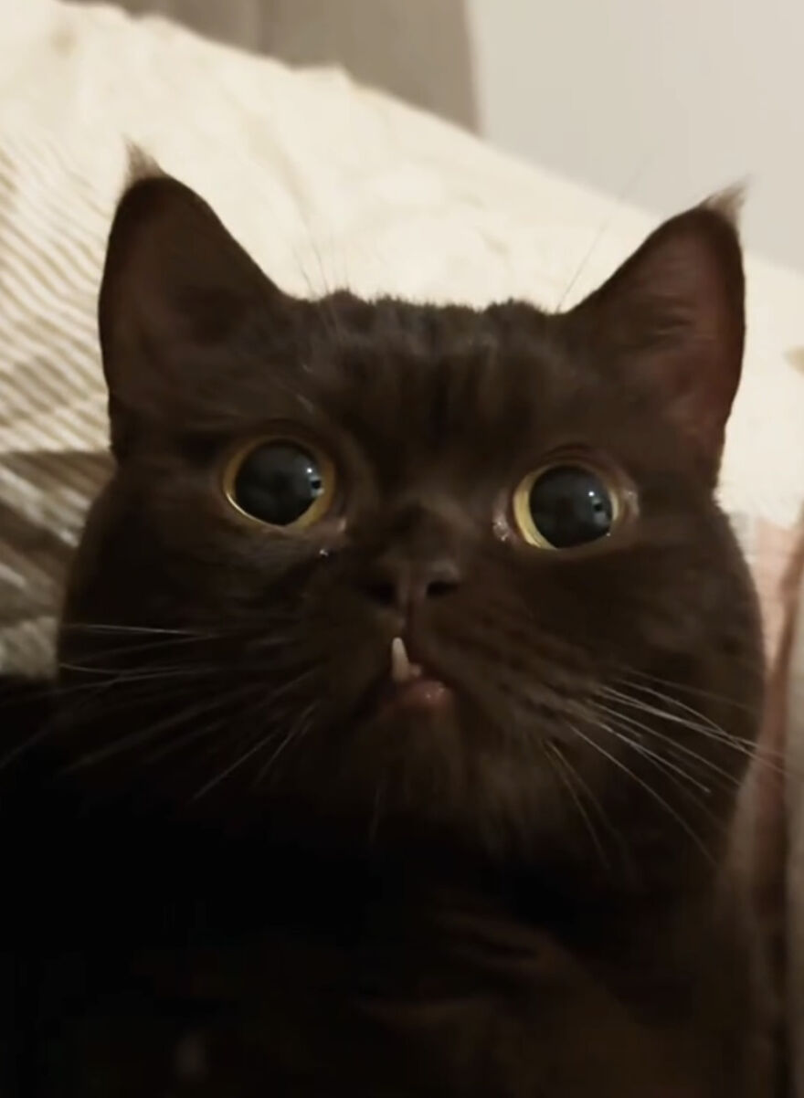 Close-up of a brown cat with large eyes and a perfect imperfection showing a single fang in a wholesome trend.