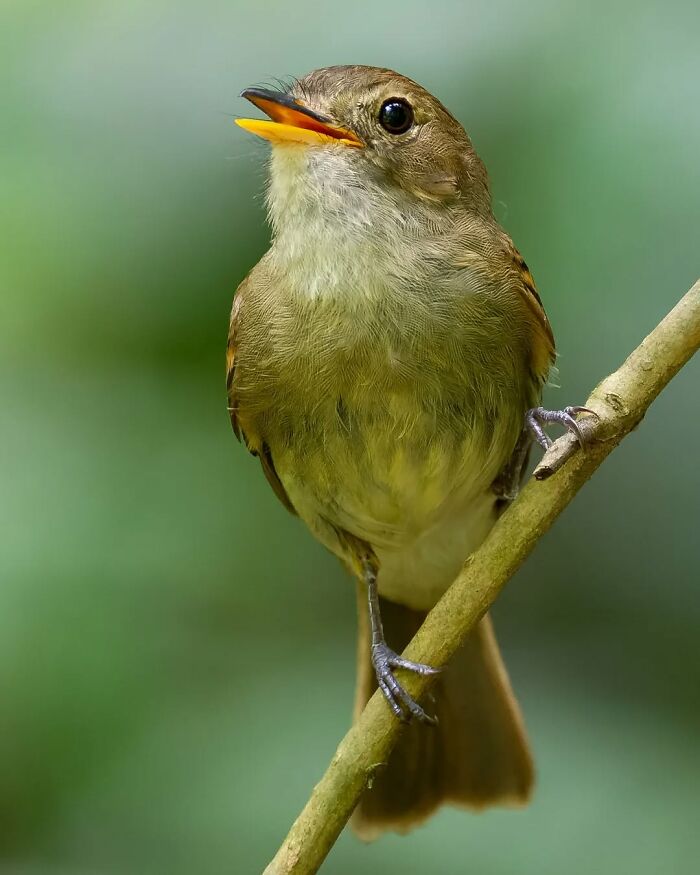 Small bird perched on a branch showcasing vibrant feathers in Brazil’s birdlife colorful journey.