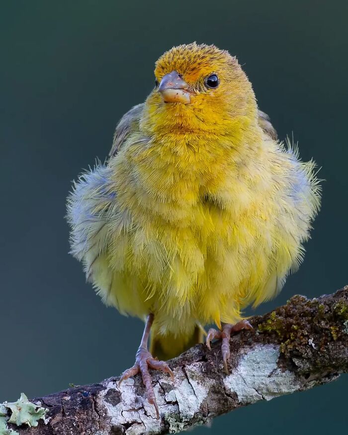 Yellow bird with fluffed feathers perched on a branch, showcasing Brazil’s colorful birdlife in vibrant detail.