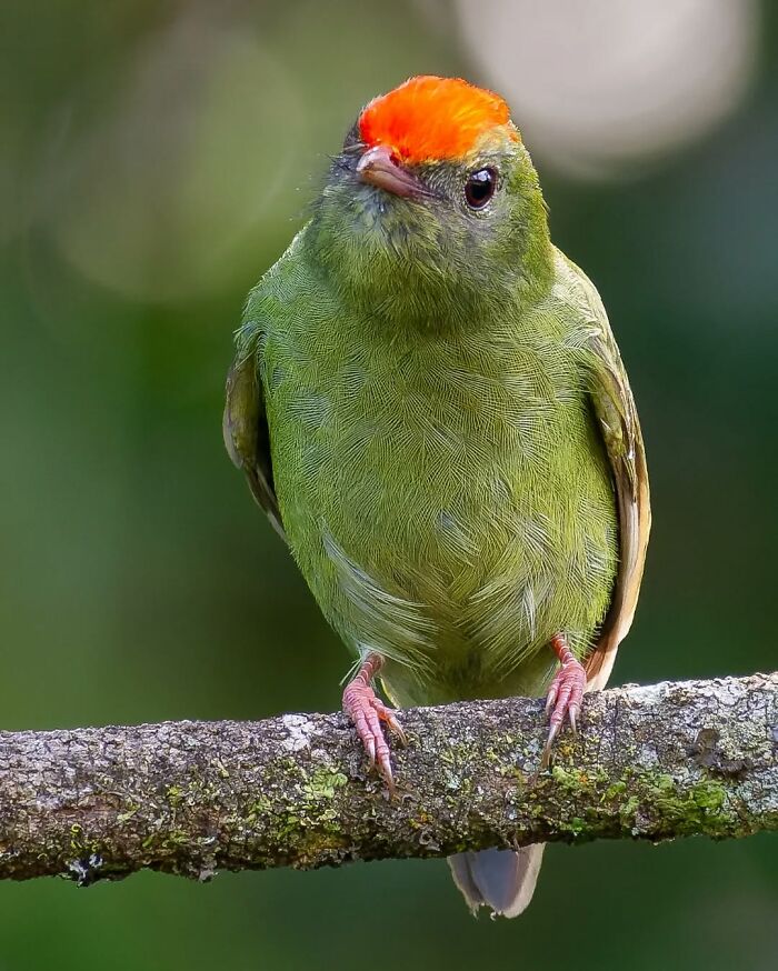 Green bird with a bright orange head perched on a branch showcasing Brazil’s colorful birdlife in nature.