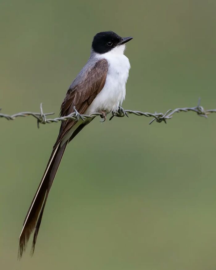 Brazil’s birdlife featured in a close-up of a sleek black-headed bird with long tail perched on a barbed wire fence.