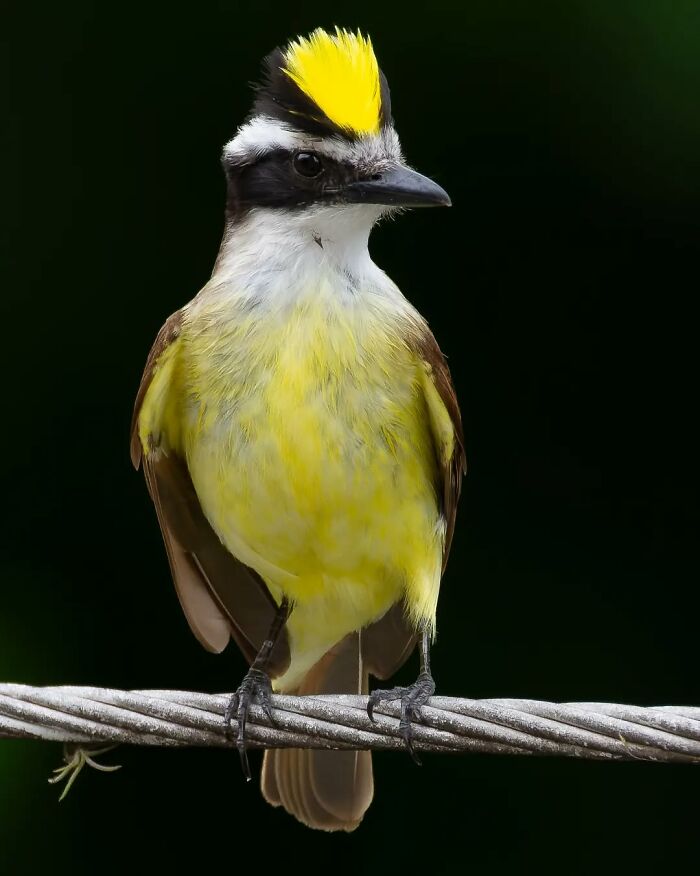 Yellow-crested bird perched on a wire showcasing vibrant colors in Brazil’s birdlife close-up photograph.