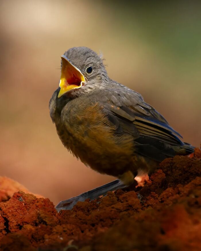 Young bird with open beak perched on red soil in a colorful journey through Brazil’s birdlife nature scene.
