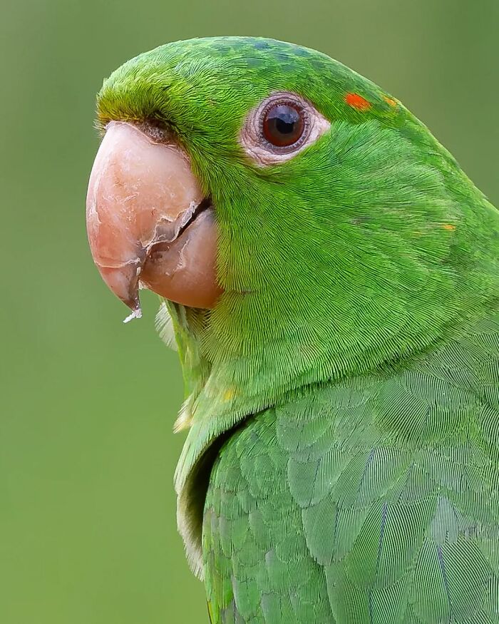 Close-up of a vibrant green parrot showcasing Brazil’s birdlife with detailed feathers and a natural green background.