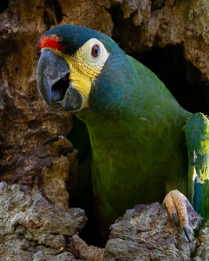 Close-up of a colorful parrot in Brazil’s birdlife perched inside a tree hollow showcasing vibrant feathers and natural habitat.