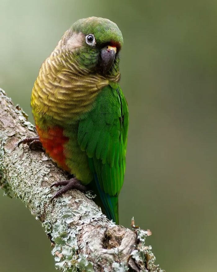 Green and red parrot perched on a lichen-covered branch showcasing Brazil’s colorful birdlife in vivid detail.