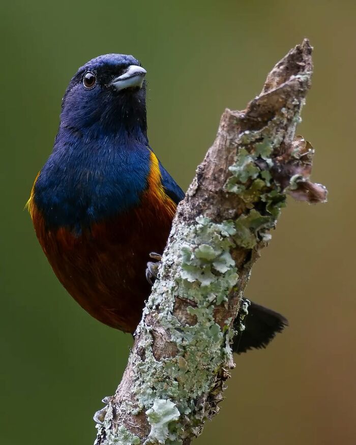 Colorful bird from Brazil’s birdlife perched on a lichen-covered branch against a blurred natural background.